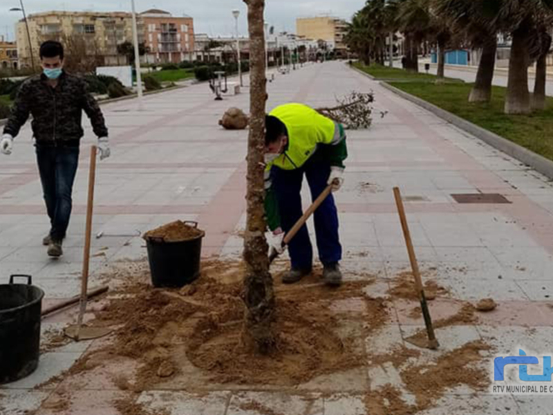 Trabajadores urbanos plantando un árbol en la calle, con herramientas y un recipiente de arena. El entorno muestra una zona peatonal con edificios en el fondo y un cielo nublado.