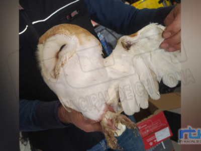 El CANS lamenta el nuevo caso de una lechuza herida en el ala por un disparo de escopeta de aire comprimido