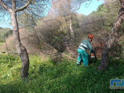 Actuación urgente contra la plaga del blastofago en el pinar de Peritanda que podría obligar a talar más de un centenar de árboles