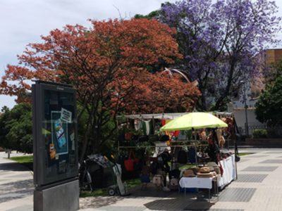 Jacaranda y Lagerstroemia en plaza de Cuba.