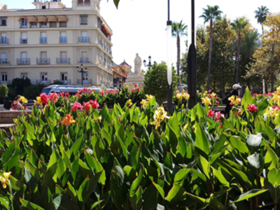 La mala elección de una especie, afecta negativamente al espacio público de la Puerta Jerez de Sevilla.