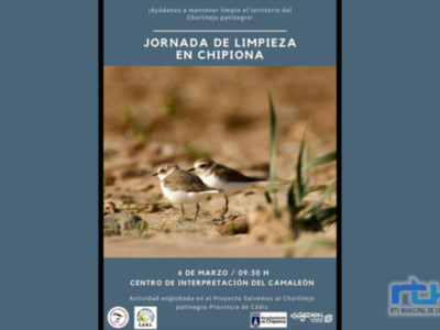 El domingo tendrá lugar en Chipiona una jornada de limpieza en el hábitat del Chorlitejo Patinegro