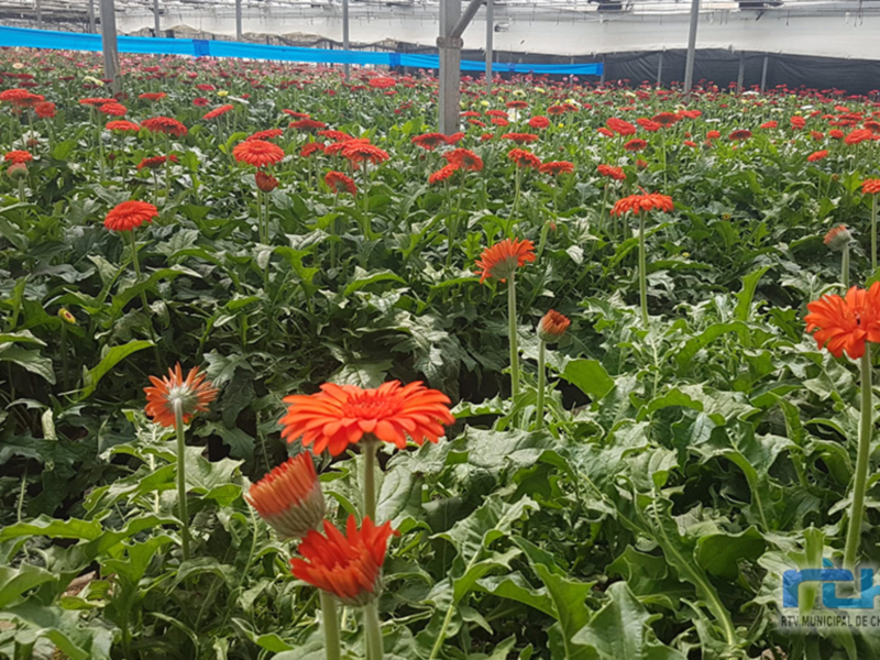 Un campo de flores naranjas en un entorno industrial. Las flores están en diferentes estadios de floración, con algunas florecidas y otras en desarrollo. El fondo muestra estructuras metálicas y un techo azul, probablemente una granja o centro de cultivo.