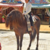 El caballo protagonista de la Real Feria de abril