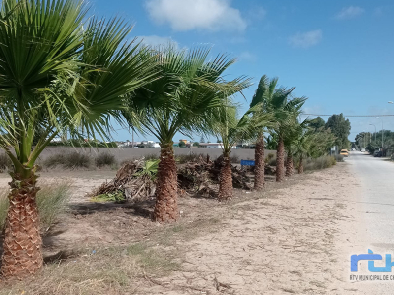 Árboles de palmera en una carretera con cielo azul claro.