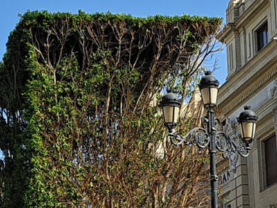 La poda de los dos Ficus ejemplares de la Plaza de San Francisco en Sevilla