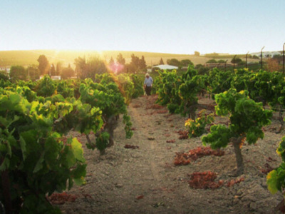 "Un vino antiguo en una aldea global", un recorrido por el legendario vino Jerez-Sherry