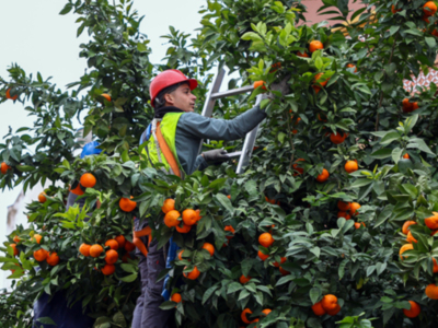  Comienza la recogida de naranja amarga en Sevilla