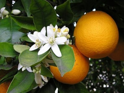 Oda a la primavera que comenzó hoy 