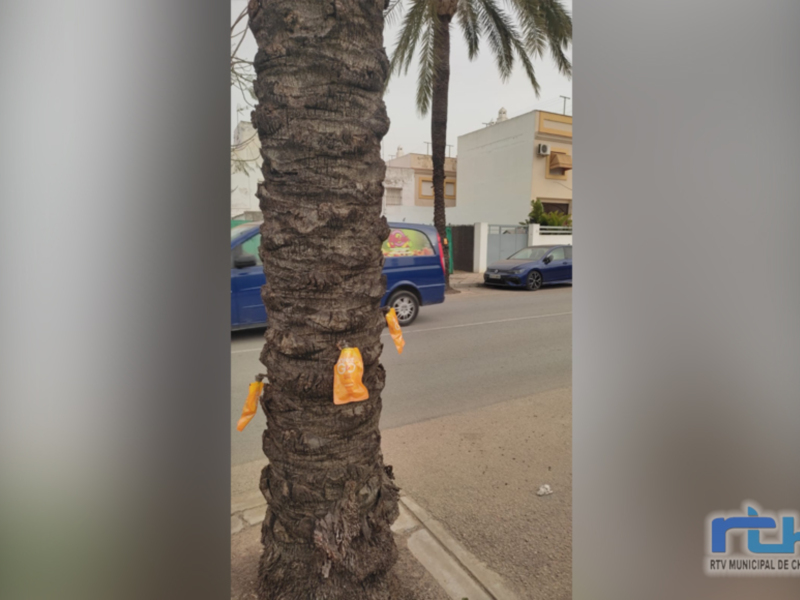 Parques y Jardines inicia un tratamiento de endoterapia contra el picudo rojo en ochenta y cinco palmeras de Chipiona