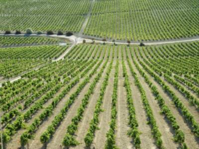 La vendimia del Marco de Jerez empieza a dar tímidamente sus primeros pasos, con perspectivas muy positivas, tanto en calidad como en cantidad