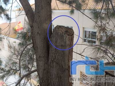 La Delegación de Parques y Jardines actuará de forma urgente en árboles del colegio Príncipe Felipe