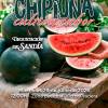 Mañana miércoles tiene lugar una degustación de sandía, la primera de las programadas en la campaña ‘Chipiona Cultiva Sabor’