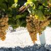 Comienza una de las vendimias más tempranas en el Marco de Jerez, con perspectivas de una cosecha de calidad y con producciones que previsiblemente volverán a niveles normales