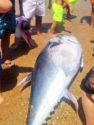 Aparece en la Playita del Muelle de Chipiona un atún de 200 kilos