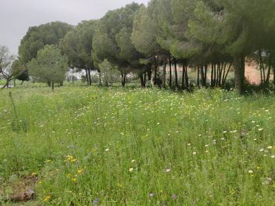 Pradera con flores silvestres y pinar en una de las zonas seminaturales del campus.